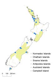 Nymphaea alba distribution map based on databased records at AK, CHR & WELT.
 Image: K.Boardman © Landcare Research 2018 CC BY 4.0